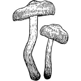Dye mushroom: Cortinarius uliginosus (Marsh Web Cap)
