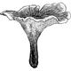 Dye mushroom: Phellodon niger (Black Tooth)