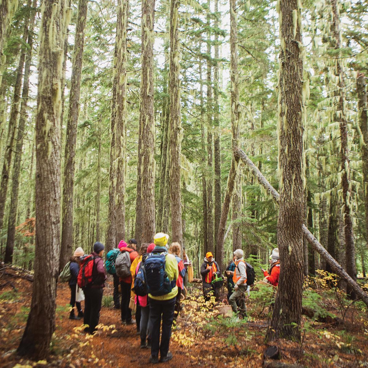 Foraging in Gifford Pinchot National Forest.