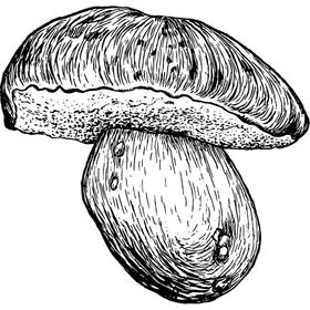 Dye mushroom: Boletus rex veris (Spring King )