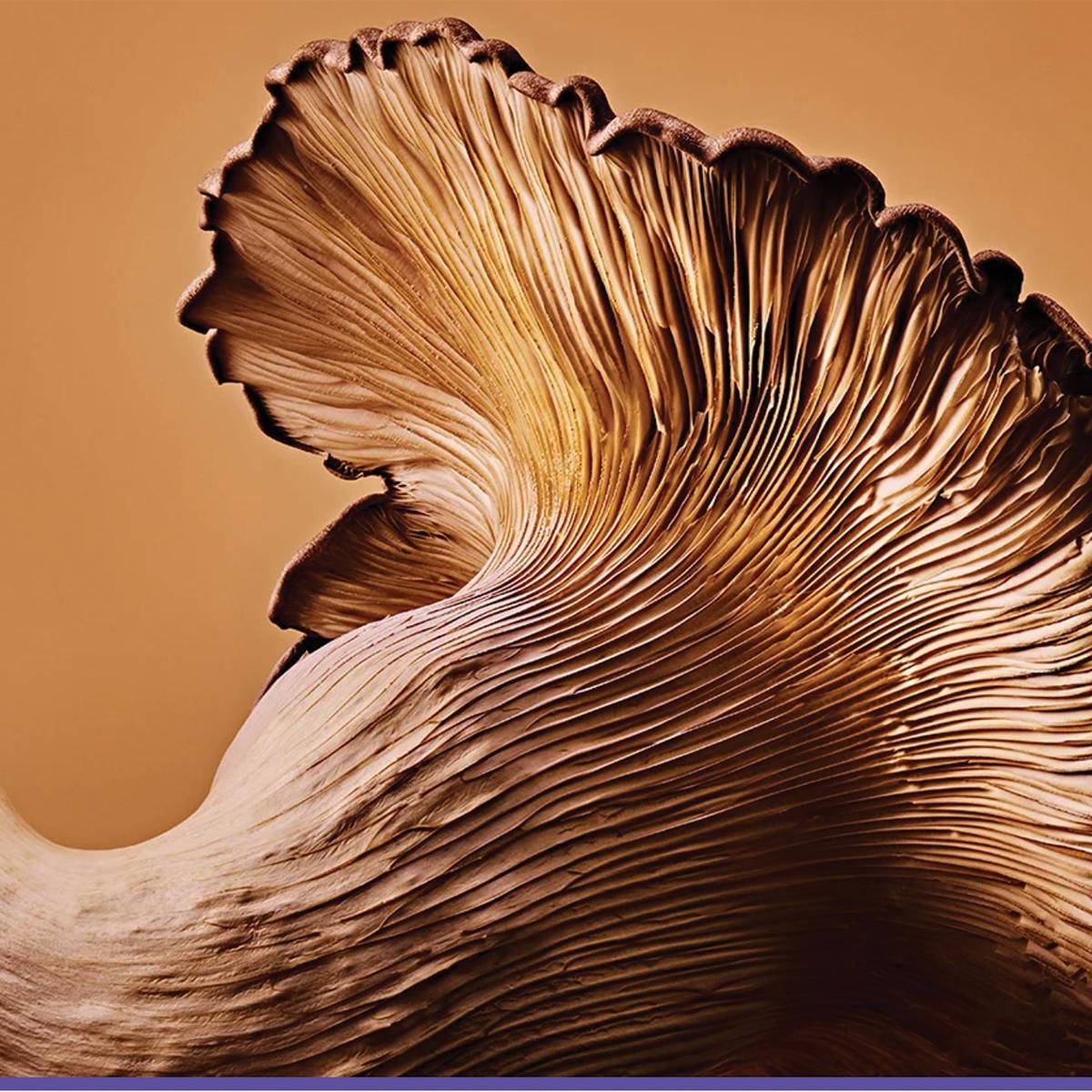 Beech mushrooms. Ted Cavanaugh for Popular Science