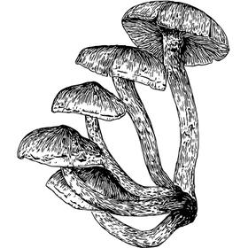 Dye mushroom: Hypholoma fasciculare (Sulfur Tuft)