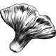 Dye mushroom: Hypomyces lactifluorum (Lobster Mushroom)