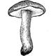 Dye mushroom: Suillus granulatus (Weeping Bolete)