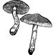 Dye mushroom: Cortinarius sanguineus (Blood Red Webcap)