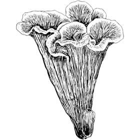 Dye mushroom: Polyozellus atroazulinus (Blue Chanterelle)