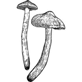 Dye mushroom: Cortinarius californicus (California Red Dye)