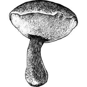 Dye mushroom: Xerocomellus atropurpureus (Deep Purple Bolete)