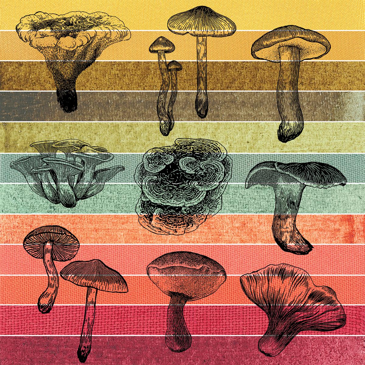 Seasonal mushroom color palette for the month of May.