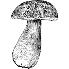 Dye mushroom: Boletus edulis var. edulis (King Bolete, Porcini)