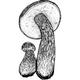 Dye mushroom: Aureoboletus mirabilis (Admirable Bolete)