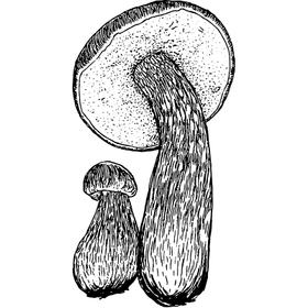 Dye mushroom: Aureoboletus mirabilis (Admirable Bolete)