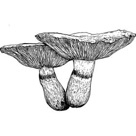 Dye mushroom: Gymnopilus ventricosus (Western Jumbo Gym)