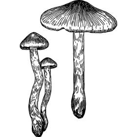 Dye mushroom: Cortinarius semisanguineus (Surprise Web Cap)
