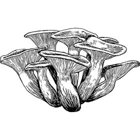 Dye mushroom: Omphalotus olivascens (Western Jack  O'Lantern)