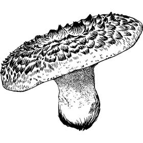 Dye mushroom: Sarcodon squamosus (Scaly Tooth)