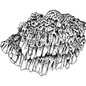 Dye mushroom: Pycnoporellus alboluteus (Orange Sponge Polypore)