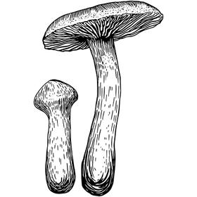 Dye mushroom: Cortinarius violaceus (Violet Webcap)