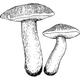 Dye mushroom: Suillus bovinus (Bovine Bolete)
