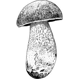 Dye mushroom: Neoboletus praestigator (Scarletina Bolete)