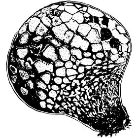 Dye mushroom: Pisolithus arhizus (Dyer's Puffball)