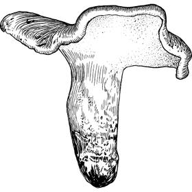 Dye mushroom: Boletopsis grisea (null)
