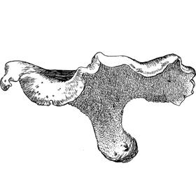 Dye mushroom: Hydnellum stereosarcinon (Stereo Tooth)