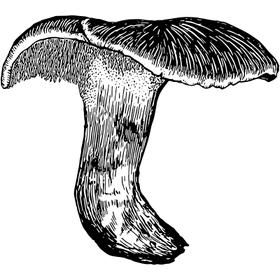 Dye mushroom: Hydnellum fuscoindicum (Violet Hedgehog)