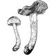Dye mushroom: Cortinarius smithii (Western Red Dye)