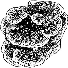Dye mushroom: Phaeolus schweinitzii (Dyer's Polypore)